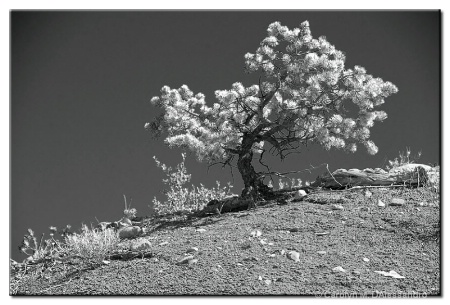 Tree on a hill