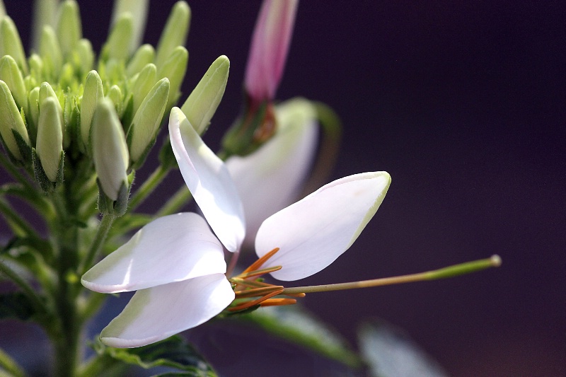 cleome detail