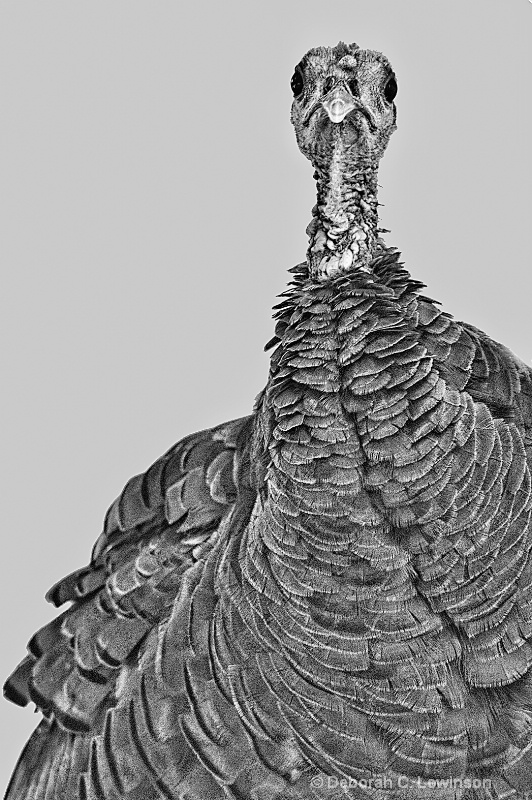Wild Turkey - ID: 12031828 © Deborah C. Lewinson