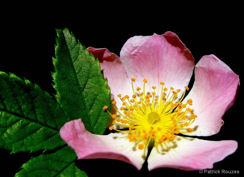 The Wild Alberta Rose