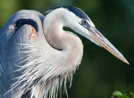 Blue heron profile