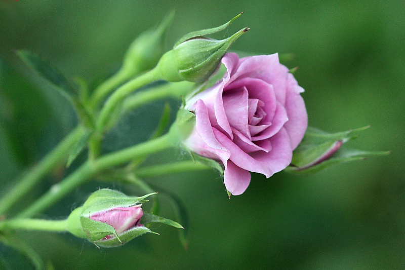 miniature rose