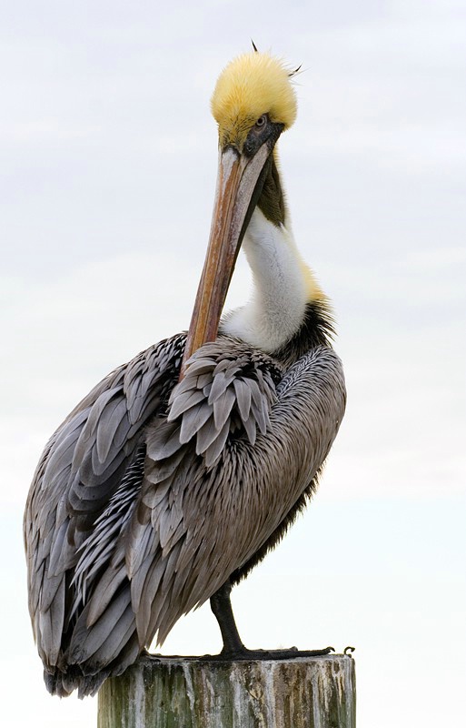Posing Pelican