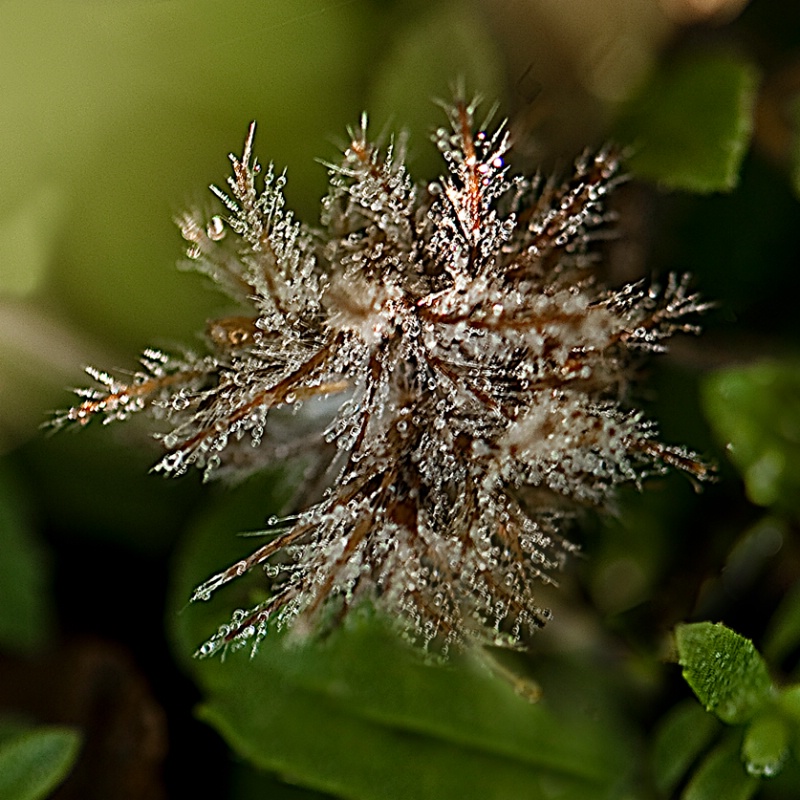 Tiny Dew-filled Sticker Plant  - ID: 12032856 © Susan M. Reynolds