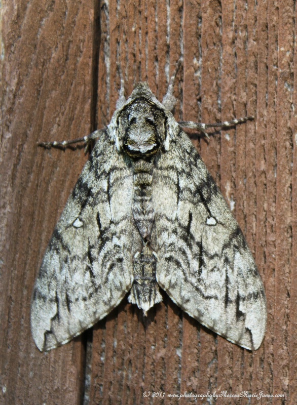 Moth In My Yard - ID: 12033272 © Theresa Marie Jones