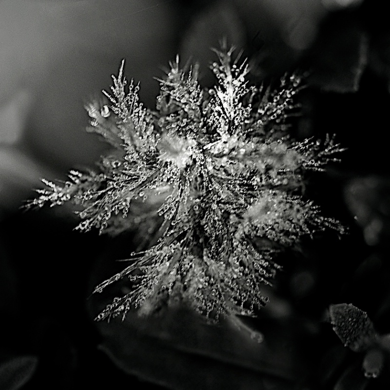 First version of B&W Dew Drops - ID: 12033615 © Susan M. Reynolds