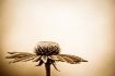 Echinacea, sepia
