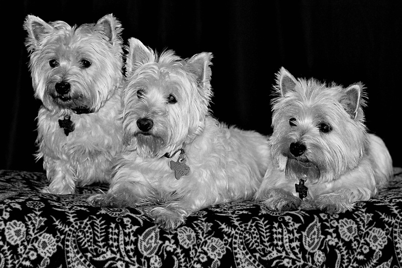 West Highland White Terriers