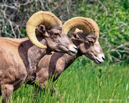 Rocky Mtn. Bighorn Sheep