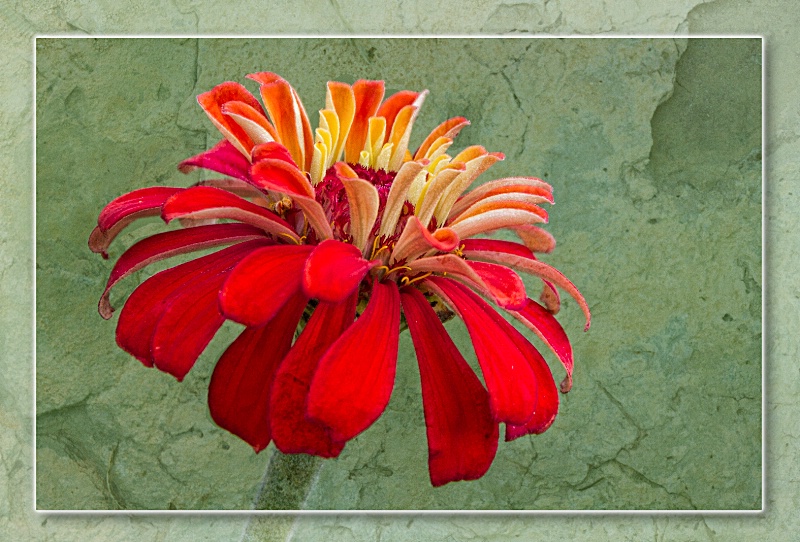 Little Red Zinnia