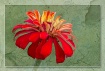 Little Red Zinnia