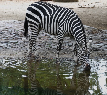 A drinking zebra