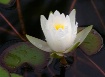 Waterlily