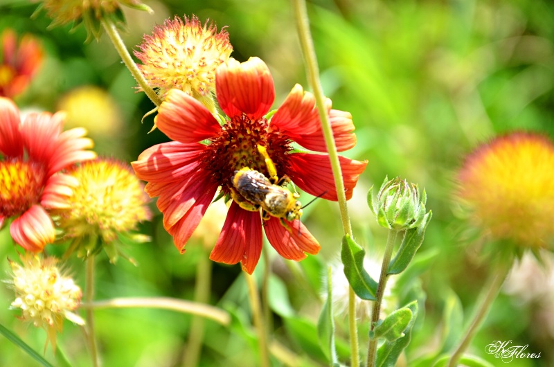 Bless the Flowers and the Bees