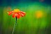 Tithonia