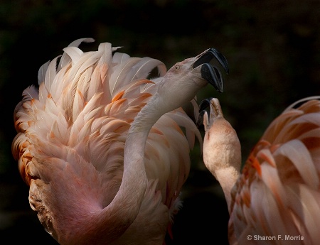 Flamingo Duel