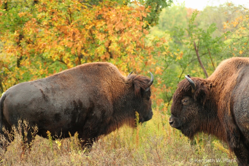 Woodland Bison