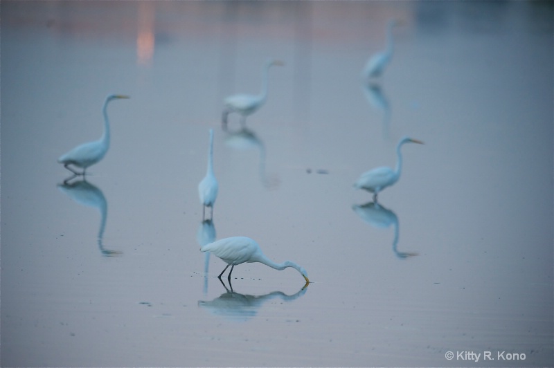 Six Egrets in Early Morning Light