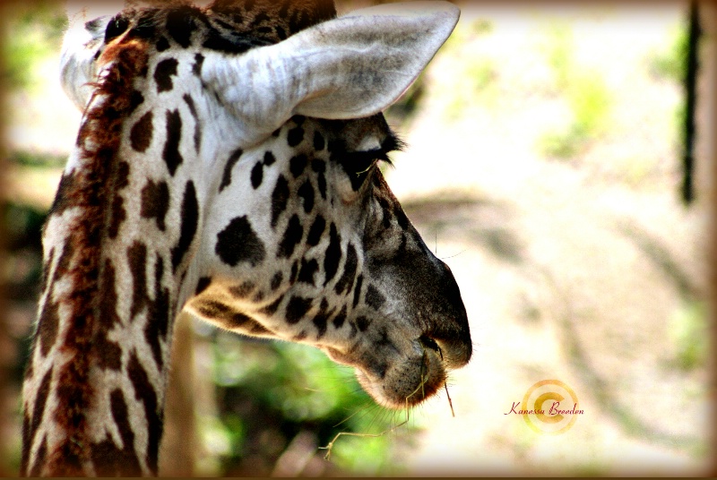 Maasai Giraffe.....