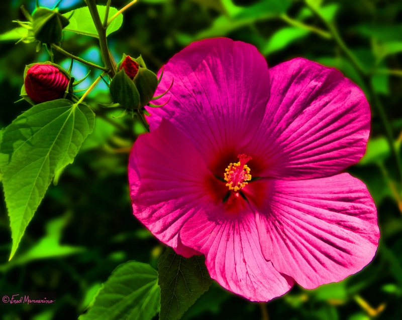 Big Bloom_the Rose Mallow
