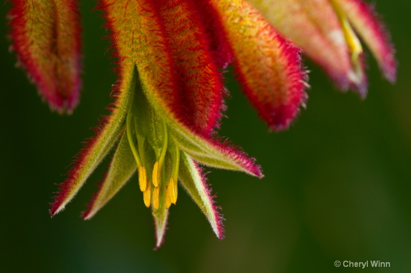 Kangaroo Paw