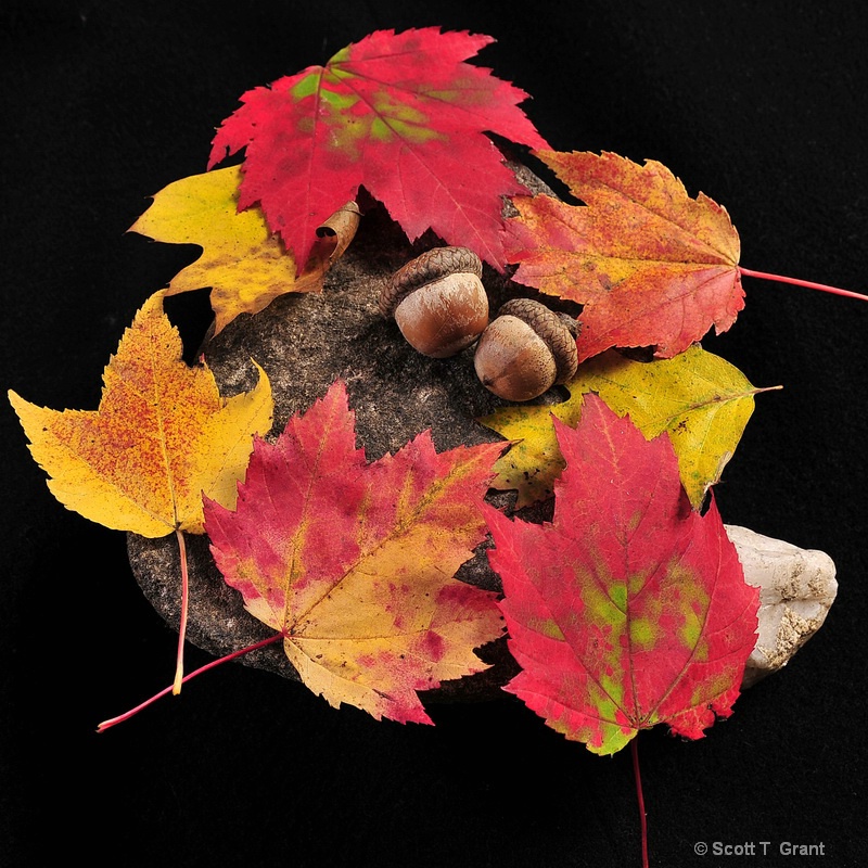 autumn's pallette