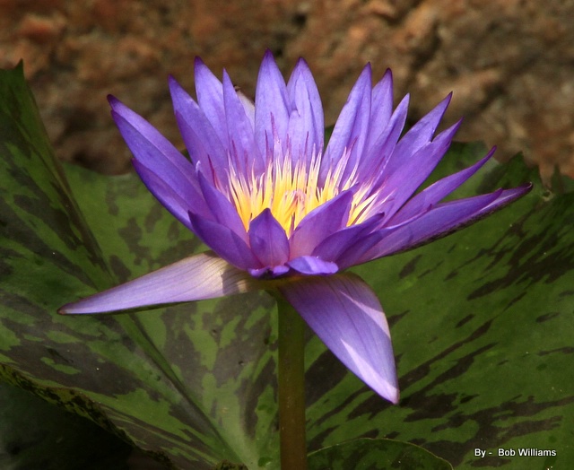Purple water lillie