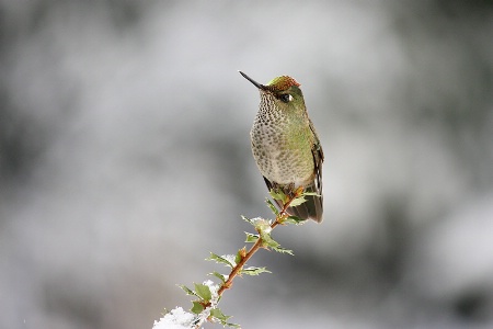 Green-backed firecrown after a snowstorm