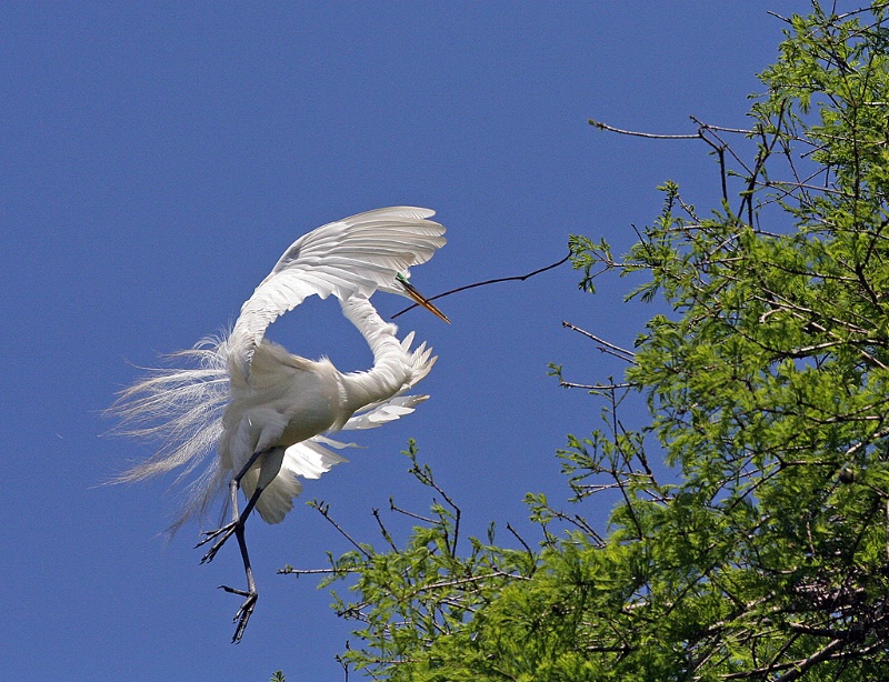 Hovering Egret