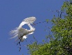 Hovering Egret