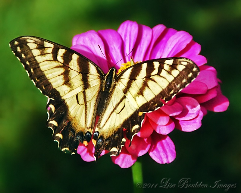 Garden Delights