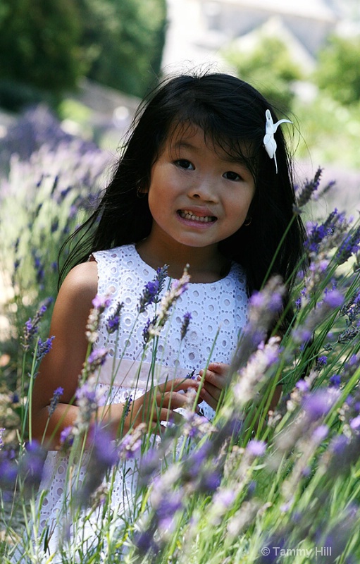 Lavender Fields