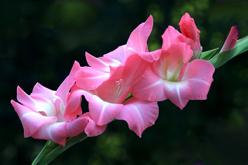 gladiolus