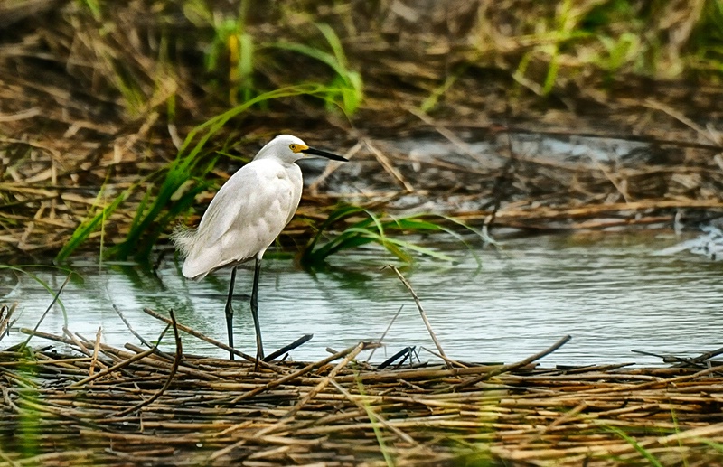 Snowy Egret