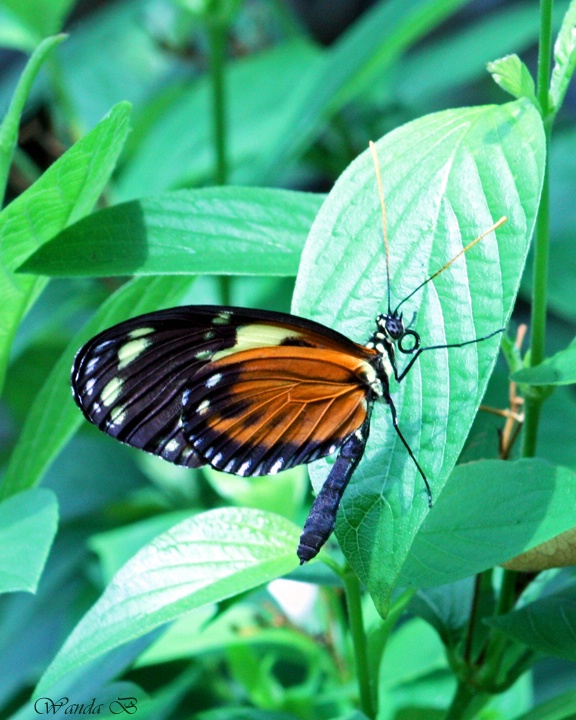 Key West Butterfly
