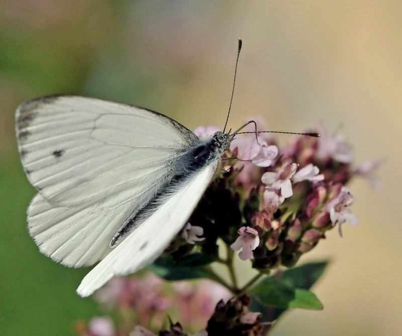 A sip of nectar