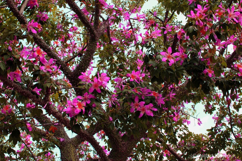 Blooming Trees Edited