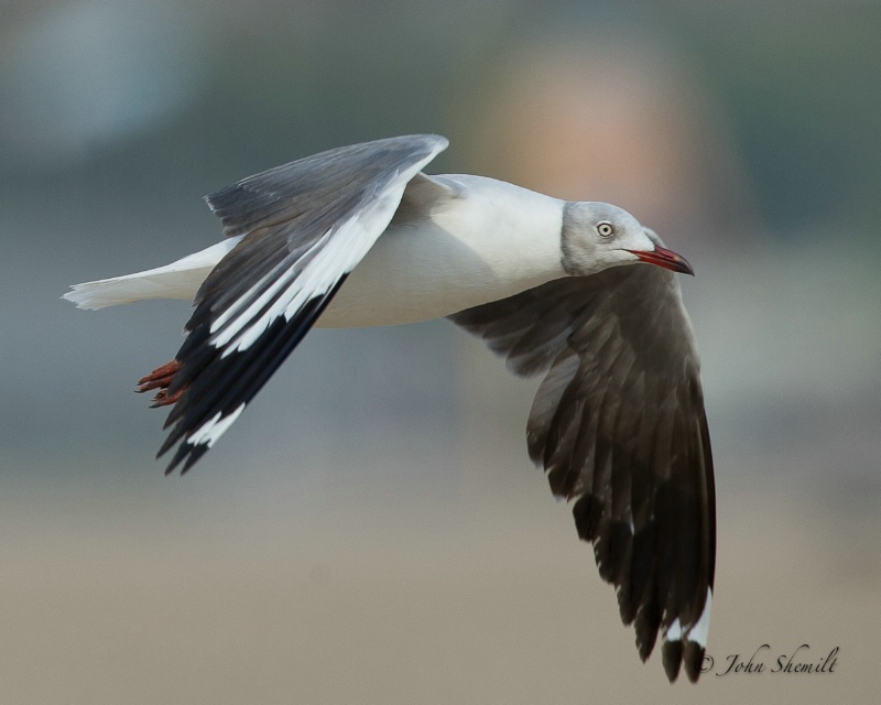 Grey-hooded Gull -  Aug 1st, 2011 - ID: 12052370 © John Shemilt