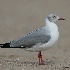 © John Shemilt PhotoID# 12052372: Grey-hooded Gull -  Aug 1st, 2011
