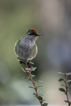 Green-backed firecrown portrait