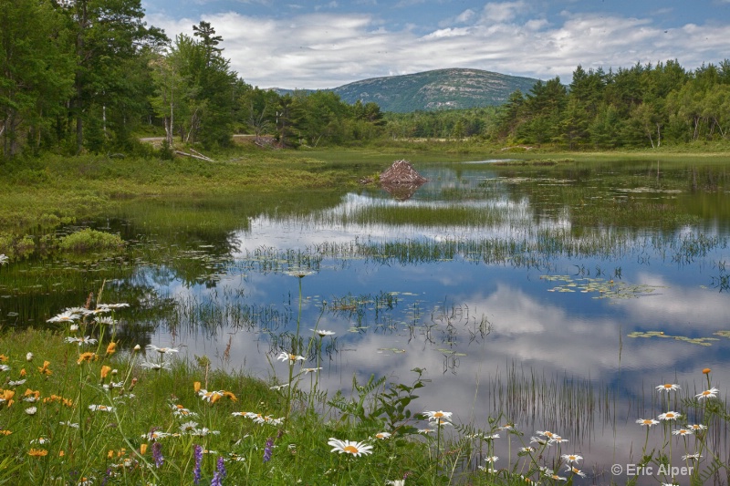 Wildflowers, beaver lodge and reflections
