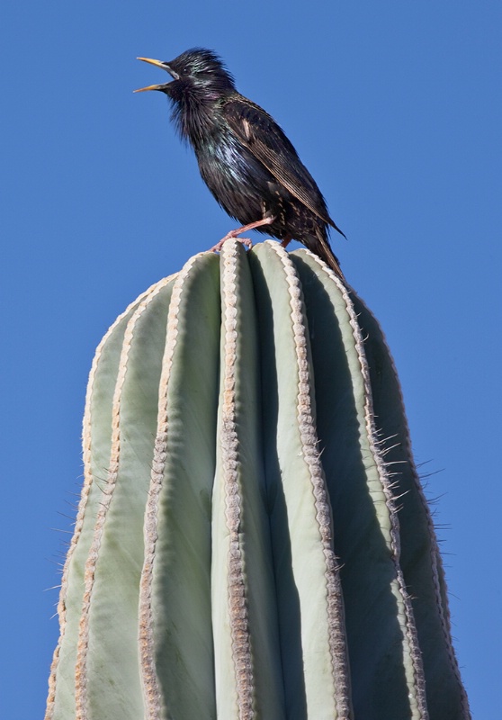 Singing for Rain - ID: 12054098 © Patricia A. Casey