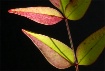 Changing Colors I...