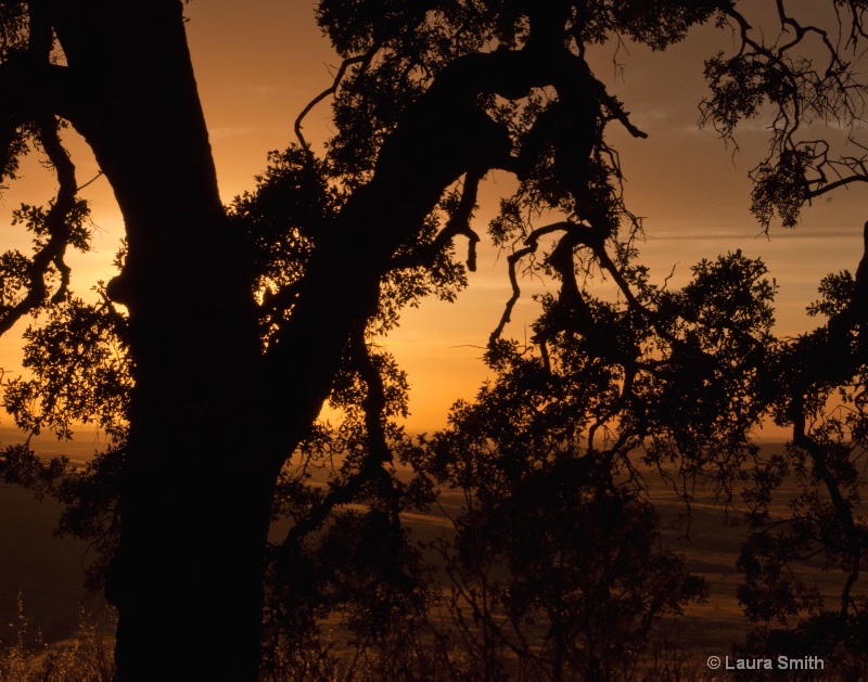 sunset oak silhouette