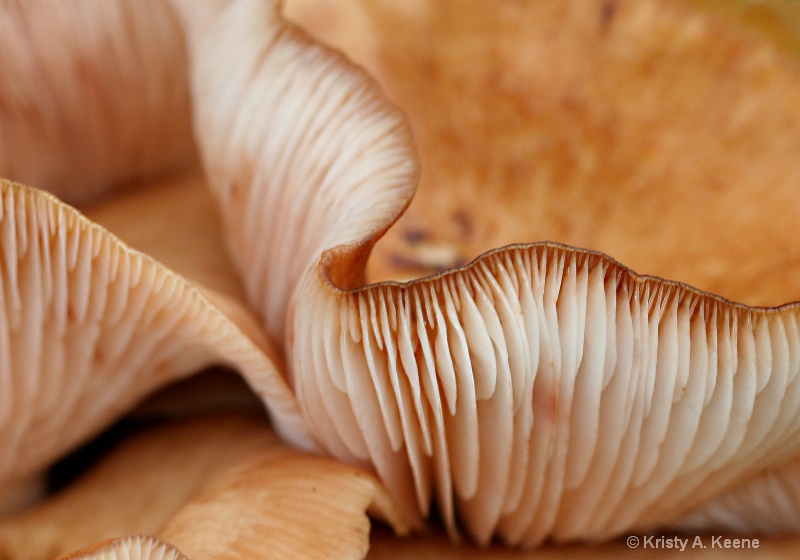 Details of a Mushroom