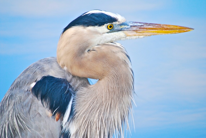 Yesterday's GBH CLOSE-UP
