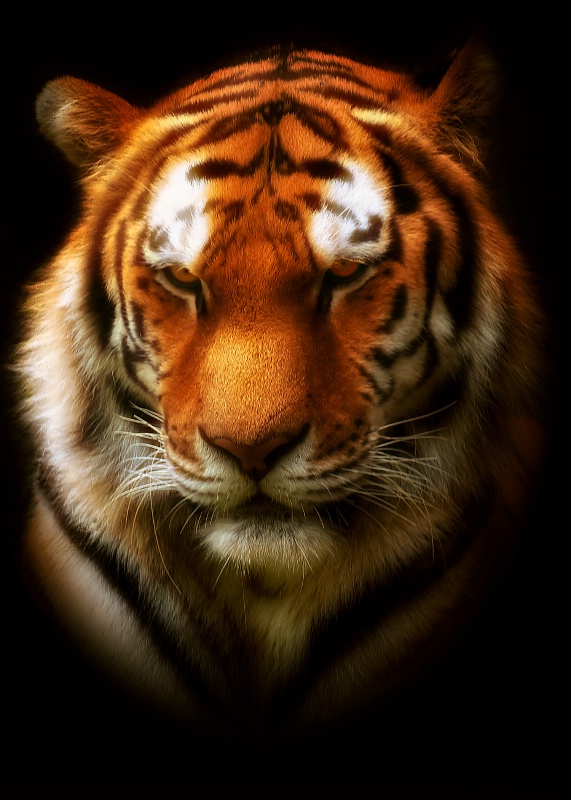 Tiger Portrait