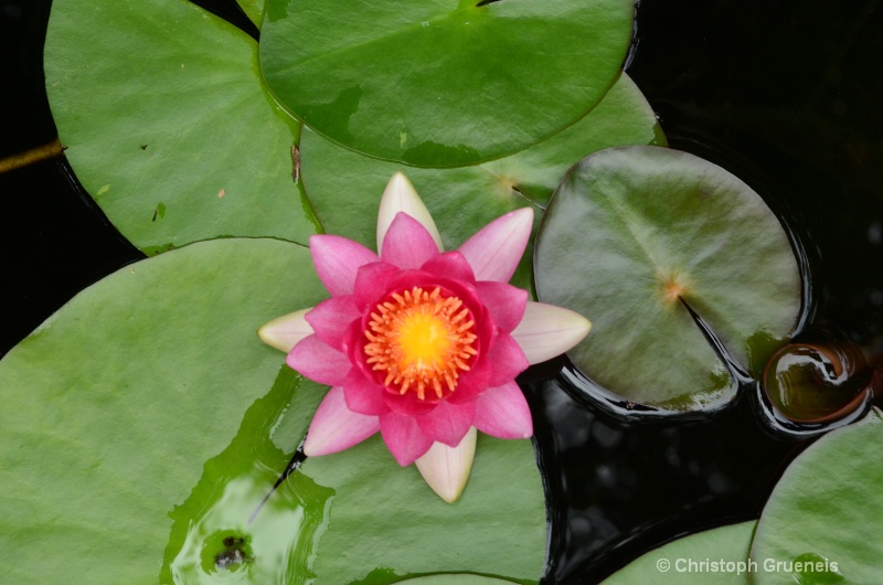 high frelinghuysen water lilly