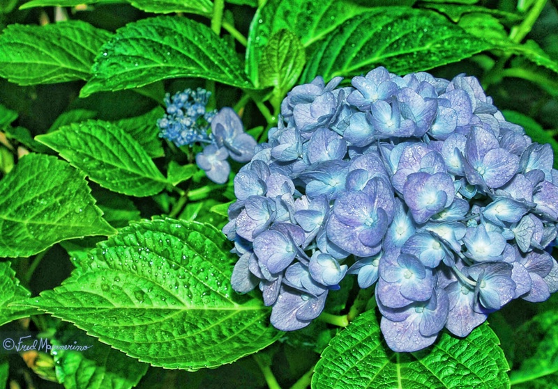 Barbs Blue Bloom II