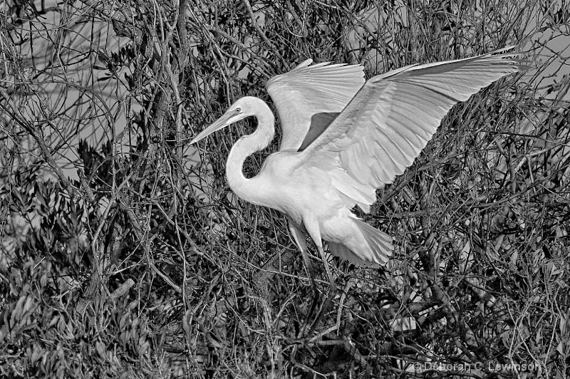 Great Egret Preparing to Roost - ID: 12061791 © Deborah C. Lewinson